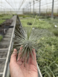 Tillandsia argentea JUMBO