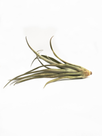 Tillandsia chiapensis (XL)