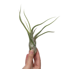 Tillandsia caput medusae