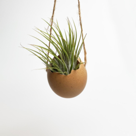 braunes Ei (Schnur) + ionantha