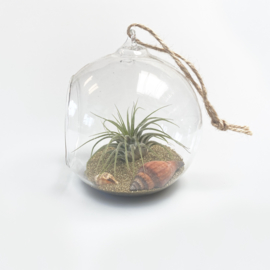 (DIY) Beach ball 10cm + Airplant