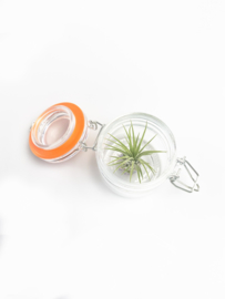 Weck jar +  ionantha