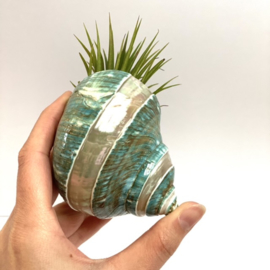 Tillandsia Ionantha XL + green shell