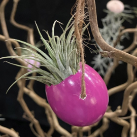 Fel roze ei (touw) + Ionantha