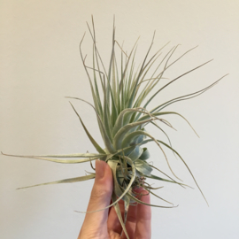 Tillandsia gardneri