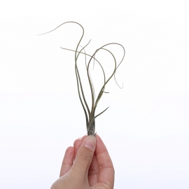 Tillandsia butzii