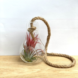 Lightbulb touw incl. Ionantha rood