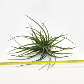 Tillandsia brach. var. Multiflora JUMBO