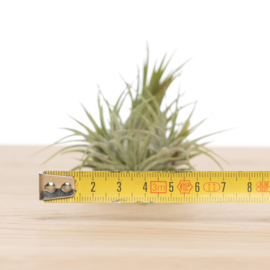 Tillandsia ionantha cluster (klein)