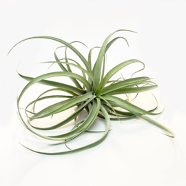 Tillandsia capitata JUMBO