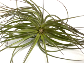 Tillandsia Stricta