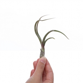 Tillandsia baileyi