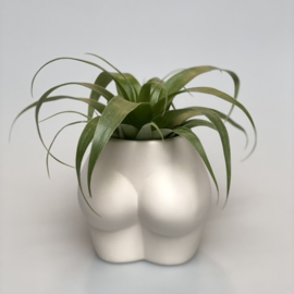 Lady butt white + airplant