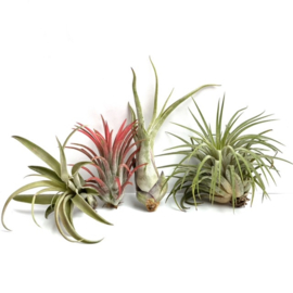 MIX: capitata medium, ionantha Rot, caput medusae M, rubra XL