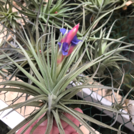 Tillandsia aeranthos