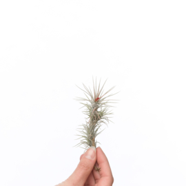 Tillandsia funckiana (single)