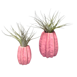 Carambola 11cm roze + airplant