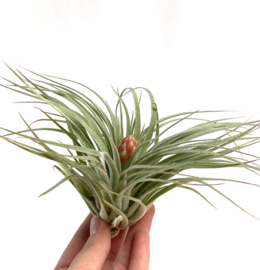 Tillandsia Cotton Candy