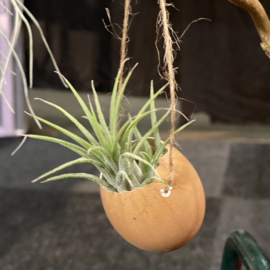 Bruin ei (touw) + ionantha