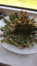 Rose of Jericho