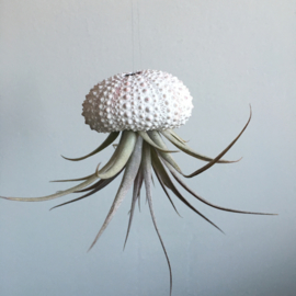 Kleine witte Jellyfish met tillandsia