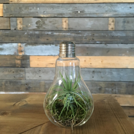 Lightbulb incl. Tillandsia