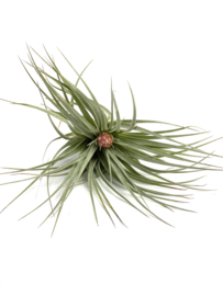 Tillandsia Cotton Candy