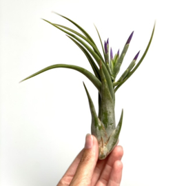 Tillandsia circinata