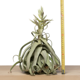 Tillandsia streptophylla MEGA (bloem)