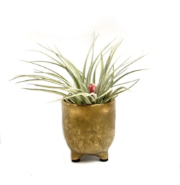 potje GOLD + airplant