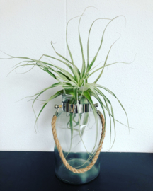 Tillandsia straminea (XL)