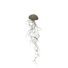 Kleine grüne Qualle mit Tillandsia (Seeigel + Luftpflanze)