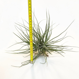 Tillandsia schiedeana XL