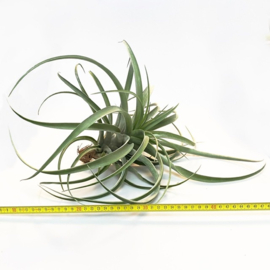 Tillandsia capitata JUMBO