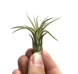 Tillandsia Ionantha Scaposa