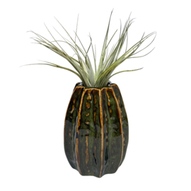 Carambola 11cm donkergroen + airplant
