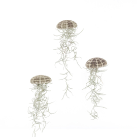 3x Jellyfish large Spaans mos