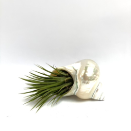 Tillandsia Ionantha XL +  schelp parelmoer