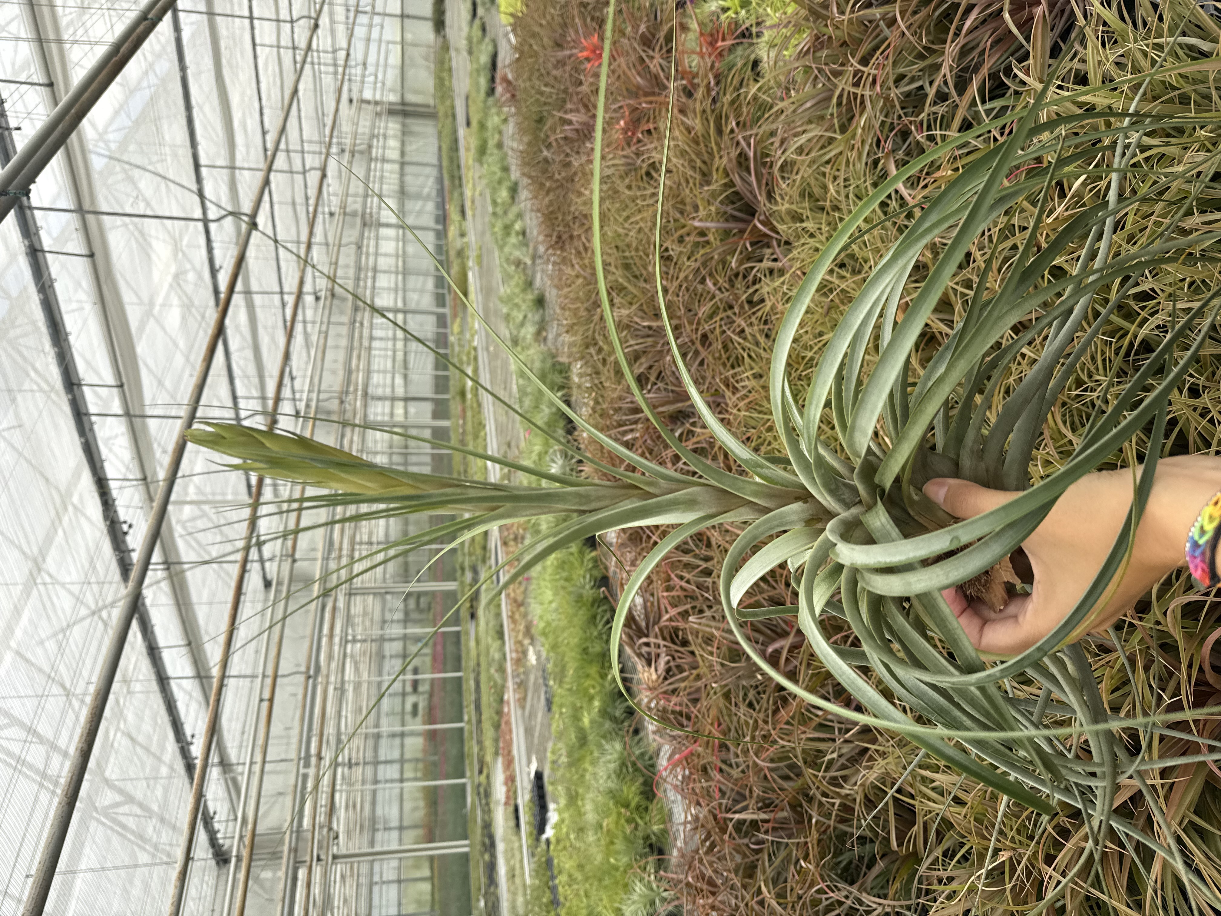 fasciculata JUMBO (met bloemknop)