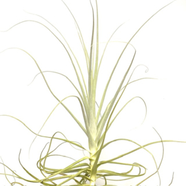 Tillandsia straminea (XL)