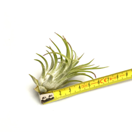 Tillandsia ionantha Rubra