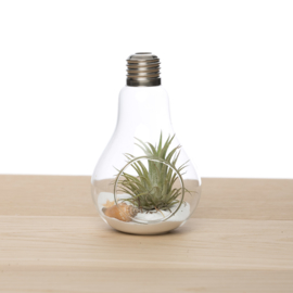 Lightbulb with Tillandsia