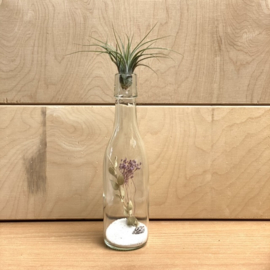 Bottle with dried flowers + Ionantha Scaposa