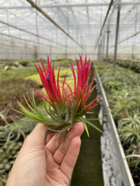 Tillandsia ionantha fuego (rood) cluster