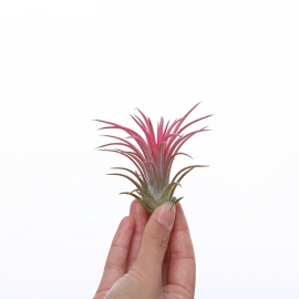 Tillandsia Ionantha (rot)