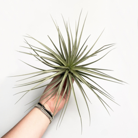 Tillandsia espinosae XXL