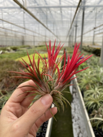 Tillandsia ionantha fuego (rood) cluster