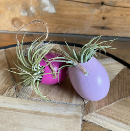 Fel roze ei (touw) + Ionantha