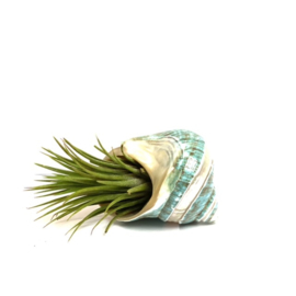 Tillandsia Ionantha XL + green shell