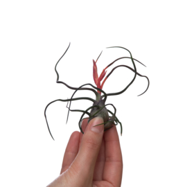 Tillandsia bulbosa Large